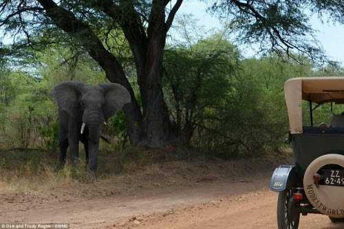 Cặp đôi Dirk và Trudy Regte đối mặt với voi rừng ở Botswana. Cặp đôi Dirk và Trudy Regte đối mặt với voi rừng ở Botswana.