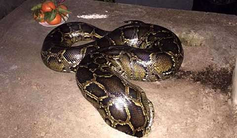 Con trăn khổng lồ chui vào mộ ở Hưng Yên ngày 25/1/2016