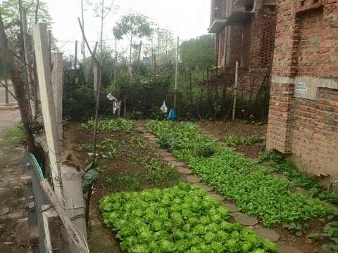 Người dân xung quang tận dụng quỹ đất trống tại những khu biệt thự không người ở để trồng rau Người dân xung quang tận dụng quỹ đất trống tại những khu biệt thự không người ở để trồng rau
