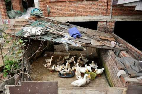 Một số hộ khoanh biệt thự để nuôi vịt Một số hộ khoanh biệt thự để nuôi vịt