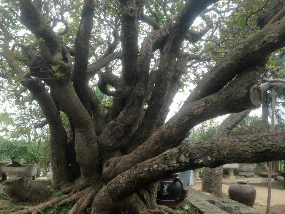 19 thân rồng phía trên xòe ra như chiếc quạt, phía dưới tụ lại