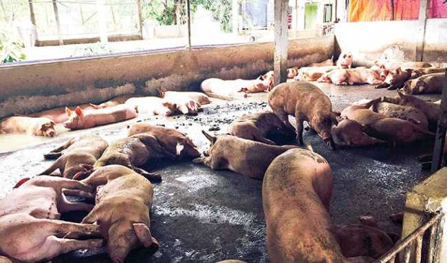 Bộ Y tế 'phản pháo' tin 9 tấn chất cấm tạo nạc heo nhập về Việt Nam