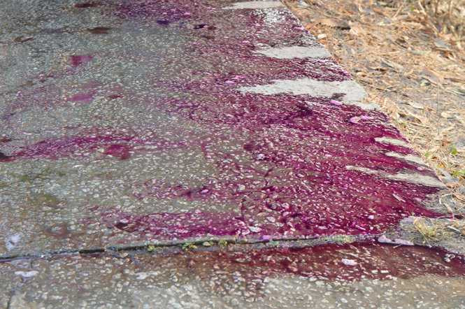 Cả đoạn đường biến thành màu tím khi tiếp xúc với nước- Ảnh Ngọc Tài