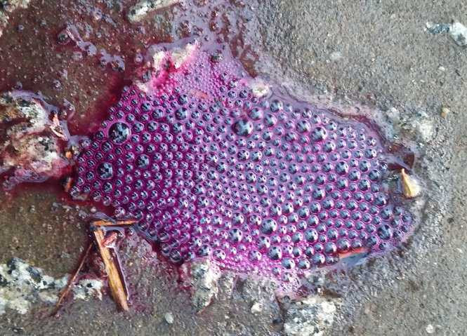 Hóa chất gặp nước biến thành màu tím, sôi bọt - Ảnh: Ngọc Tài