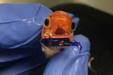 Chú cá vàng được đem ra làm thí nghiệm niềng răng. Ảnh The Mirror