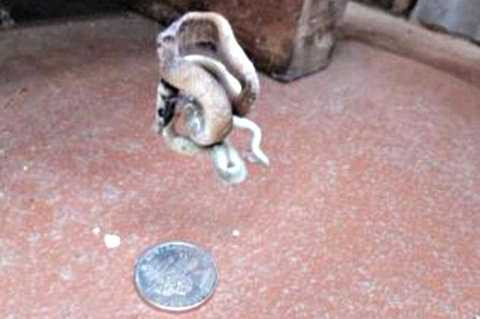 Cảnh tượng được cặp vợ chồng bắt gặp ngay trong nhà kho của nhà mình.