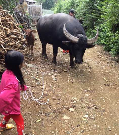Chú trâu đực luôn thân thiện, các con anh vẫn thường dắt đi rất dễ dàng. Chú trâu đực luôn thân thiện, các con anh vẫn thường dắt đi rất dễ dàng.