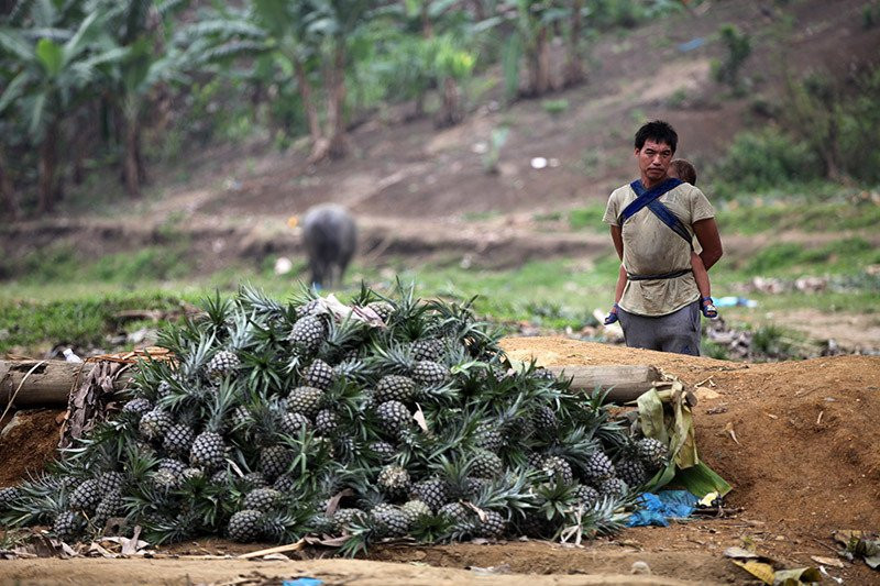 Trung Quốc đột nhiên cắt cầu: Thảm cảnh đổ bỏ cả xe tải dứa cho bò ăn