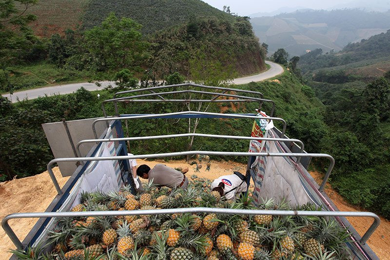 Trung Quốc đột nhiên cắt cầu: Thảm cảnh đổ bỏ cả xe tải dứa cho bò ăn