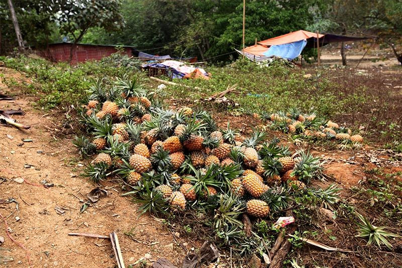 Trung Quốc đột nhiên cắt cầu: Thảm cảnh đổ bỏ cả xe tải dứa cho bò ăn