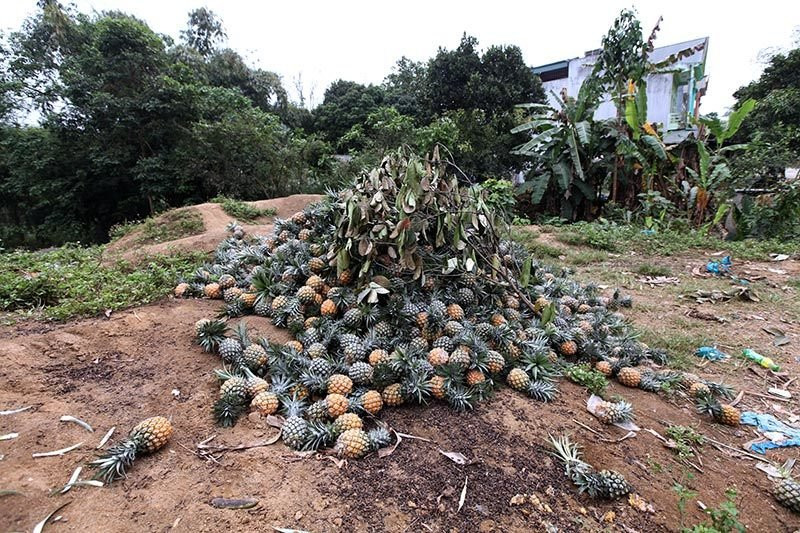 Trung Quốc đột nhiên cắt cầu: Thảm cảnh đổ bỏ cả xe tải dứa cho bò ăn