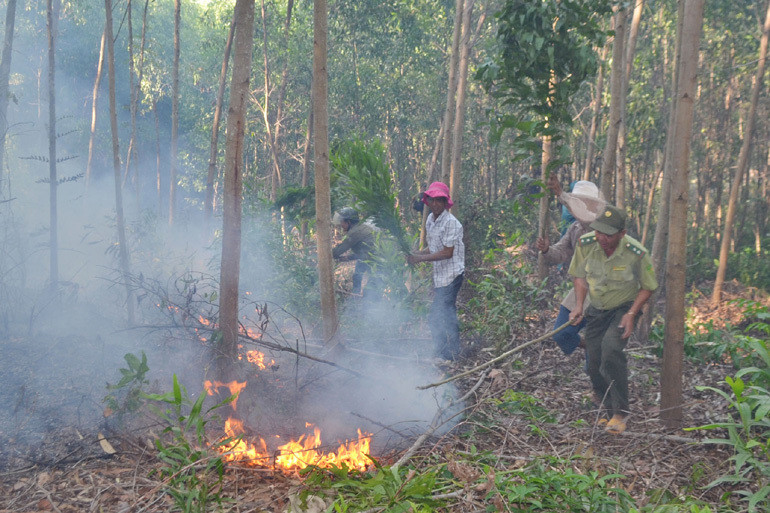 Rừng keo ở Phú Yên cháy dữ dội, hơn 500 người nỗ lực dập lửa