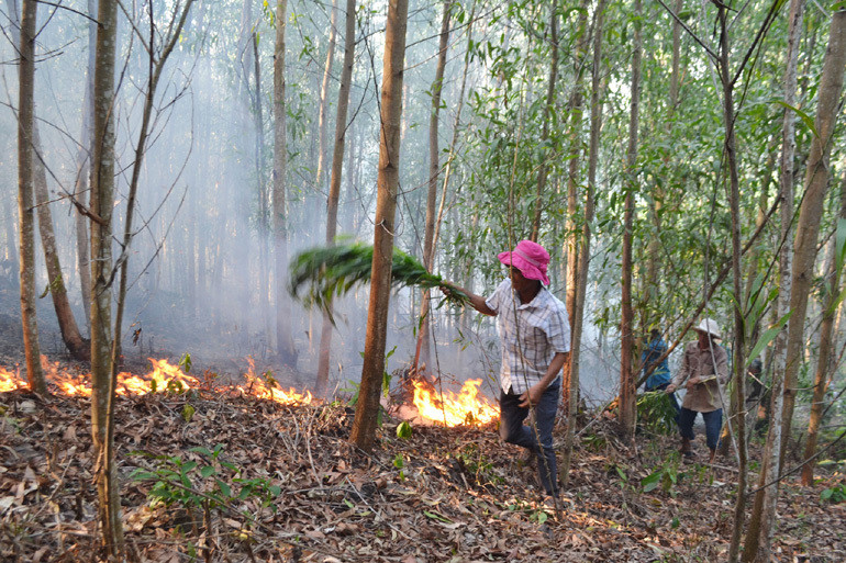 Rừng keo ở Phú Yên cháy dữ dội, hơn 500 người nỗ lực dập lửa
