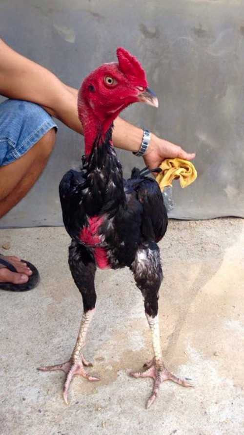 14633090_572059976317438_4433408760107264258_n_syjm