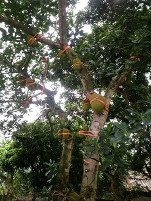 14089116_649089971914145_462385634805260339_n