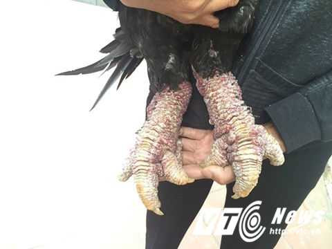 15590154_704260189737534_4687694935439013492_n