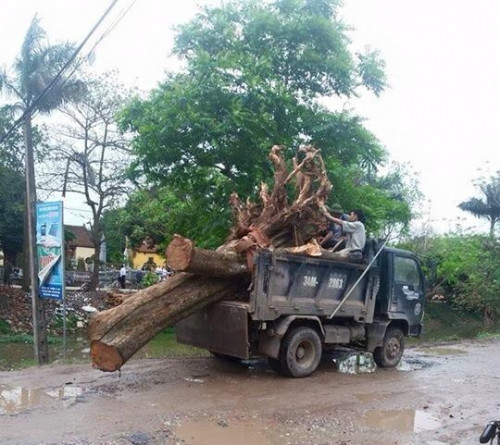 caysua200tuoi-1-1490501921