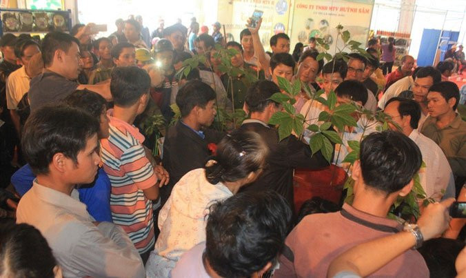 Giấc mơ sâm Việt ảnh 1