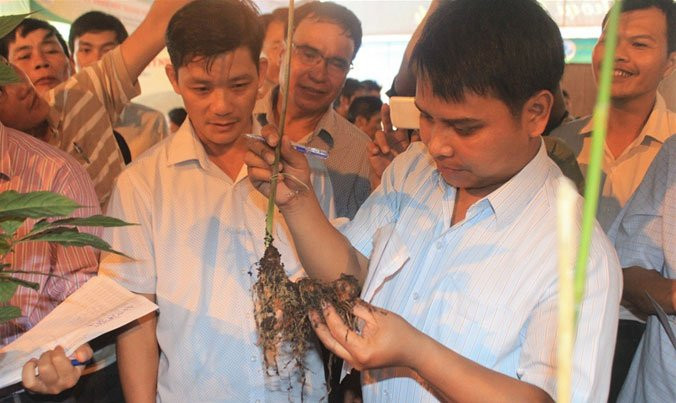 Giấc mơ sâm Việt ảnh 2