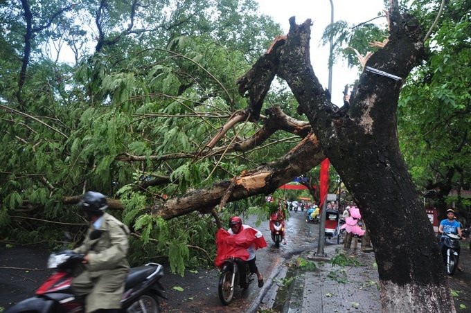 20130520-hue-gio-loc-mua-da-lam-hang-loat-cay-coi-do-gay-2 5