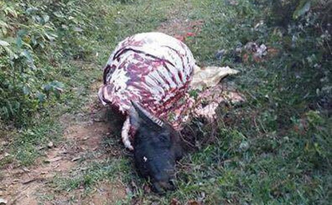 trau-1-1509761499372-207-0-452-396-crop-1509761503941