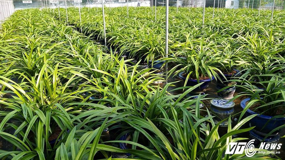 21751302_736590636548464_6529482510625504723_n 4