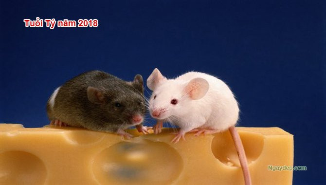 tuoi-ty-nam-2018