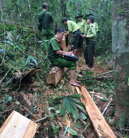 Trong rừng phòng hộ, gỗ bị đốn hạ vẫn nằm ngổn ngang. Ảnh: H.T