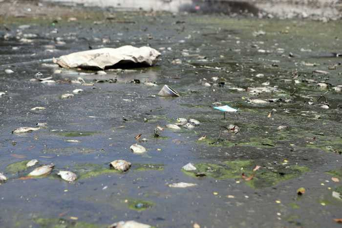 Hà Nội: Cá chết trắng hồ Ba Mẫu - 2