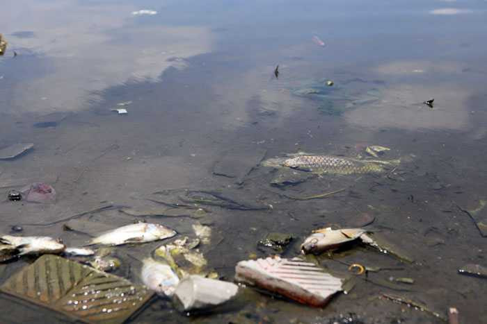 Hà Nội: Cá chết trắng hồ Ba Mẫu - 4