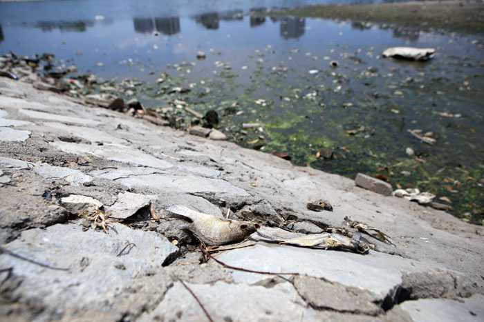 Hà Nội: Cá chết trắng hồ Ba Mẫu - 5