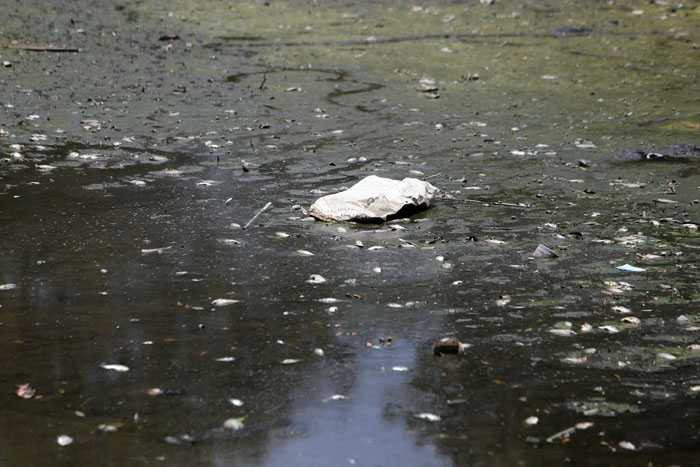 Hà Nội: Cá chết trắng hồ Ba Mẫu - 3