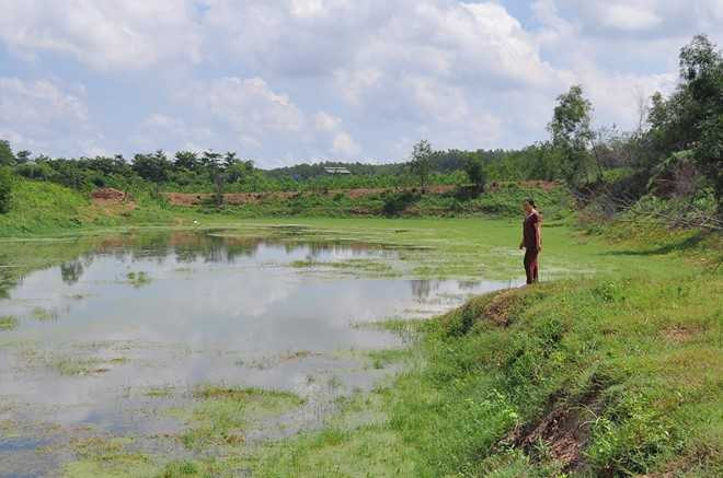 Vat nuoi, cay trong chet o at ben bai rac nghi do hoa chat hinh anh 3