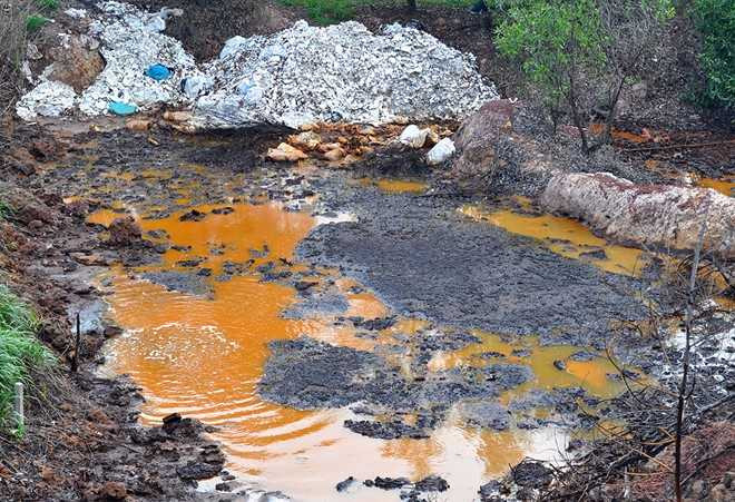 Vat nuoi, cay trong chet o at ben bai rac nghi do hoa chat hinh anh 2