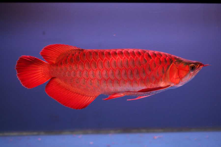 Ca