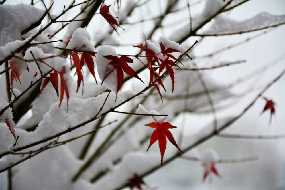 142210sgsx39b1y7gxz73f