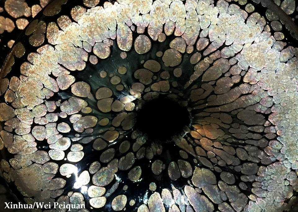 14479740_1858237237743678_7597092009514499329_n