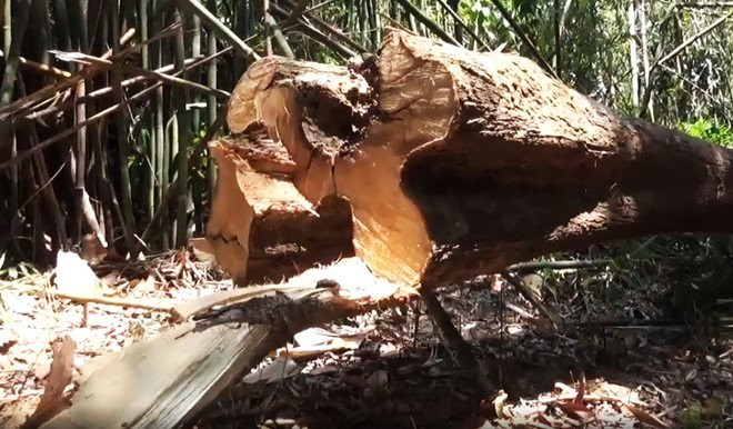 Hang chuc cay uoi rung bi chat ha de lay hat hinh anh 2