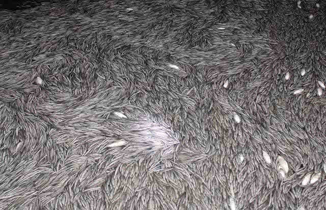 120.000 con chach giong chet noi day dac trong bon hinh anh 1