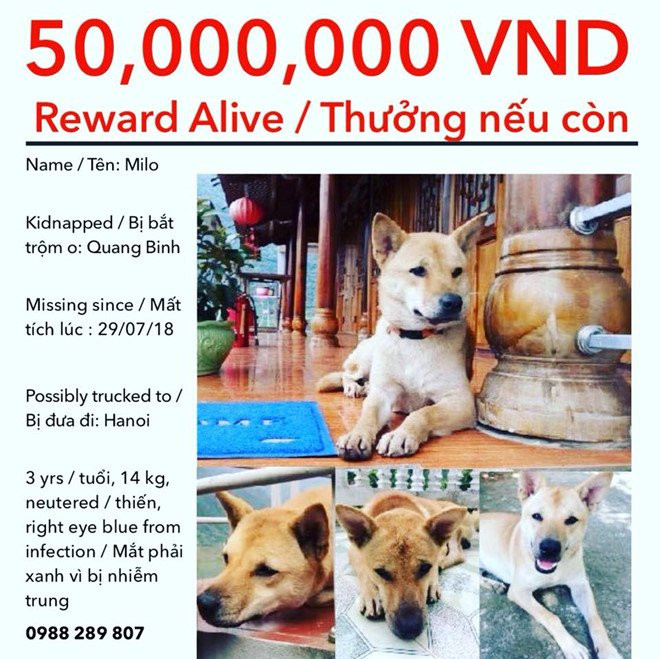 Nguoi phu nu My hua thuong 50 trieu cho ai tim duoc con cho mat tich hinh anh 1