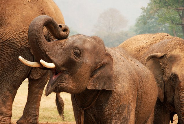 6 địa điểm cực thú vị ở Chiang Mai mà bạn nhất định phải ghé thăm