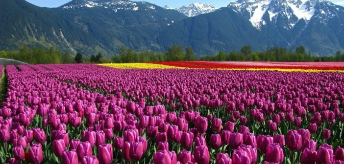 'Xiêu lòng' khi ngắm các đồng hoa tuyệt đẹp nổi tiếng trên thế giới