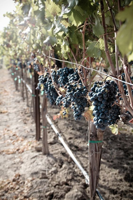 'Xiêu lòng' khi ngắm các đồng hoa tuyệt đẹp nổi tiếng trên thế giới