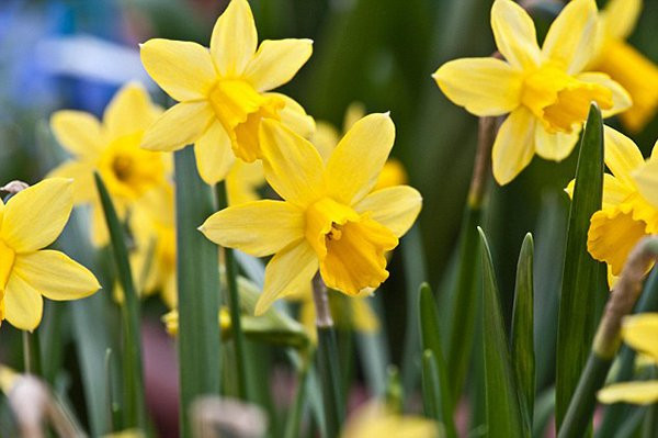 'Xiêu lòng' khi ngắm các đồng hoa tuyệt đẹp nổi tiếng trên thế giới