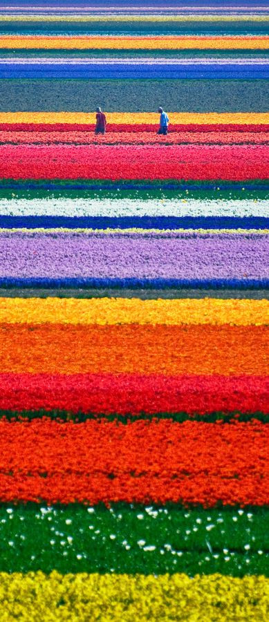 'Xiêu lòng' khi ngắm các đồng hoa tuyệt đẹp nổi tiếng trên thế giới