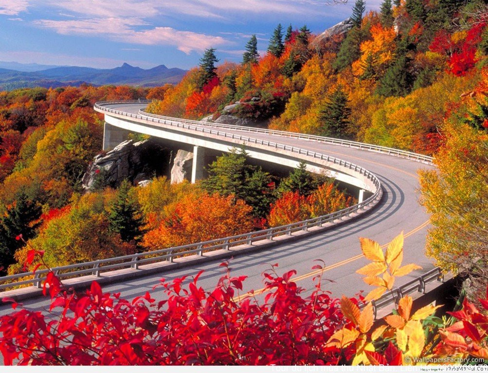 'Xiêu lòng' khi ngắm các đồng hoa tuyệt đẹp nổi tiếng trên thế giới