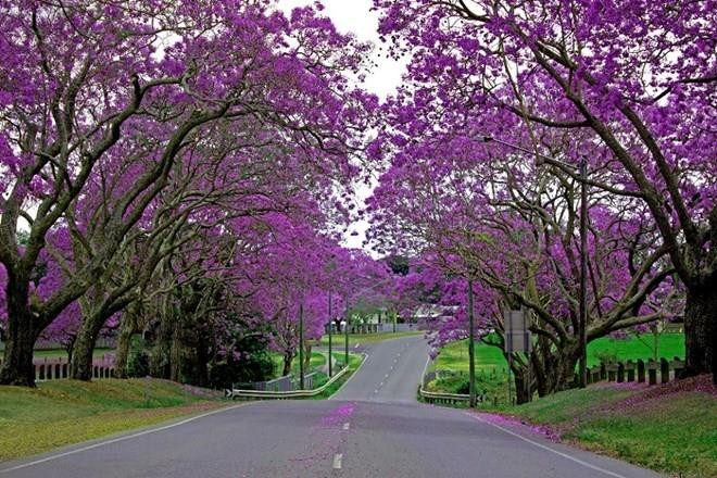 'Xiêu lòng' khi ngắm các đồng hoa tuyệt đẹp nổi tiếng trên thế giới