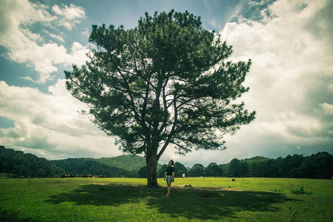 Phí cả chuyến đi Đà Lạt nếu không check-in tại những địa điểm 'sống ảo' đang hot này