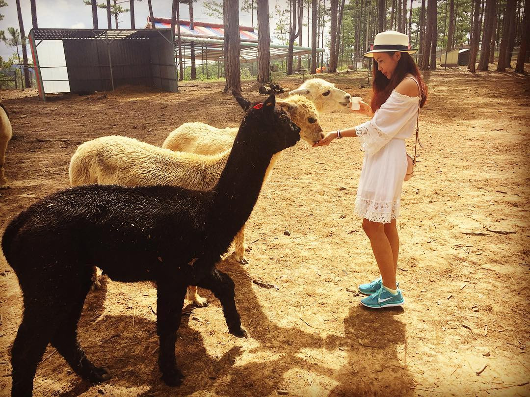 Phí cả chuyến đi Đà Lạt nếu không check-in tại những địa điểm 'sống ảo' đang hot này