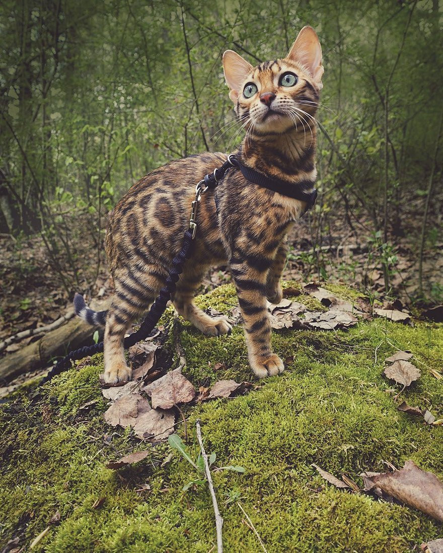 Thích thú ngắm bộ ảnh cô mèo Suki sang chảnh, kiêu kỳ đi khắp thế gian